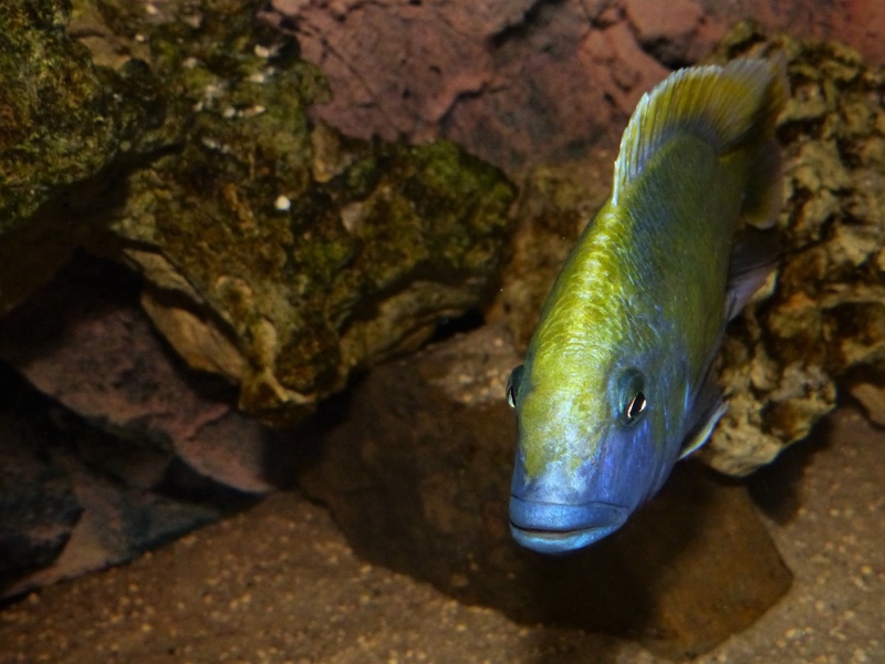 Nimbochromis venustus